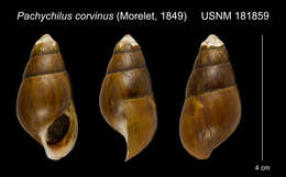Image of Pachychilus corvinus (Morelet 1849)