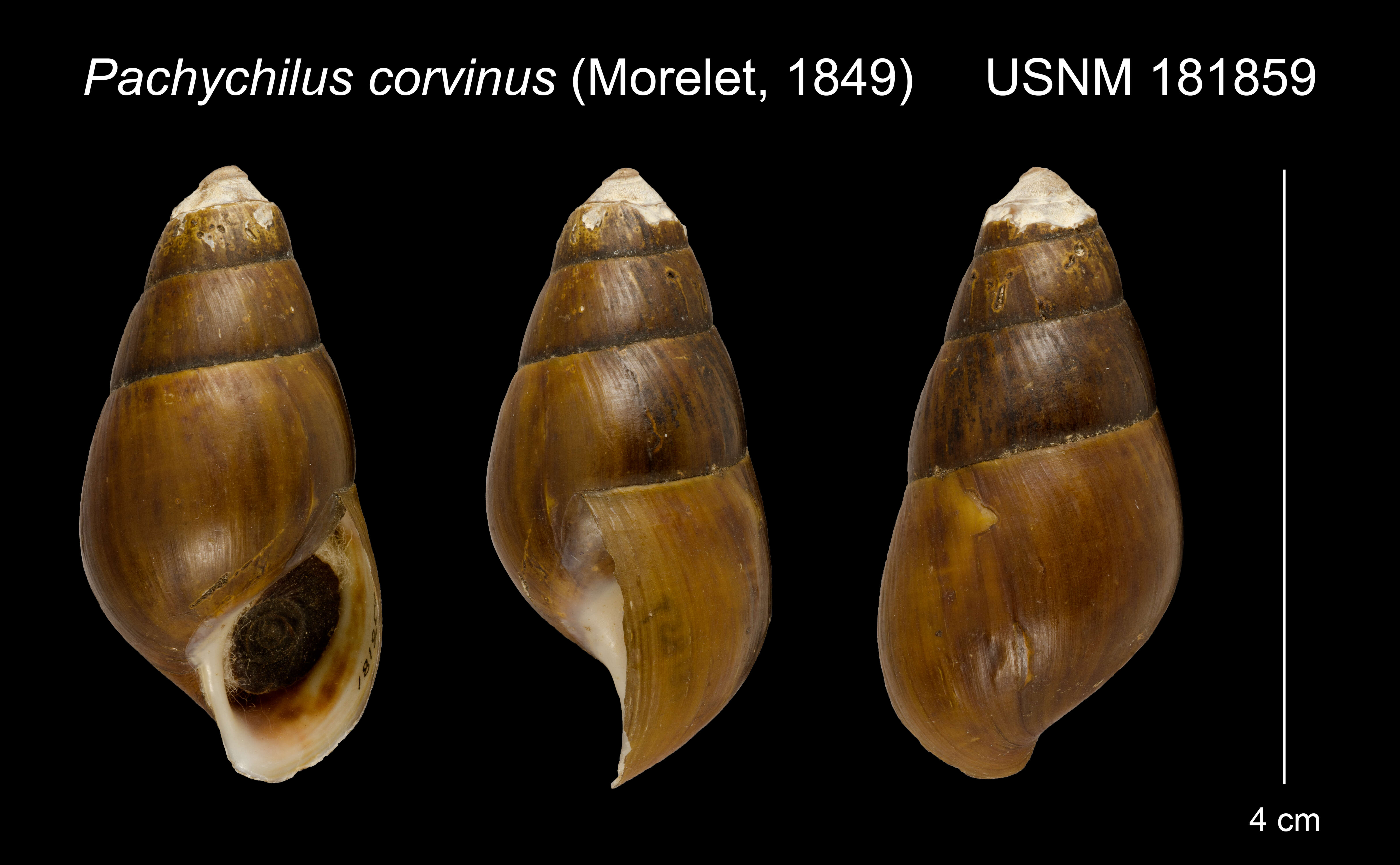 Image of Pachychilus corvinus (Morelet 1849)