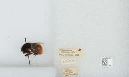 Image of Bombus coccineus Friese 1903