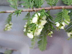 Image of Bald Cypress