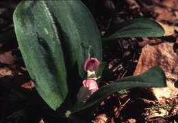 Plancia ëd Galearis spectabilis (L.) Raf.