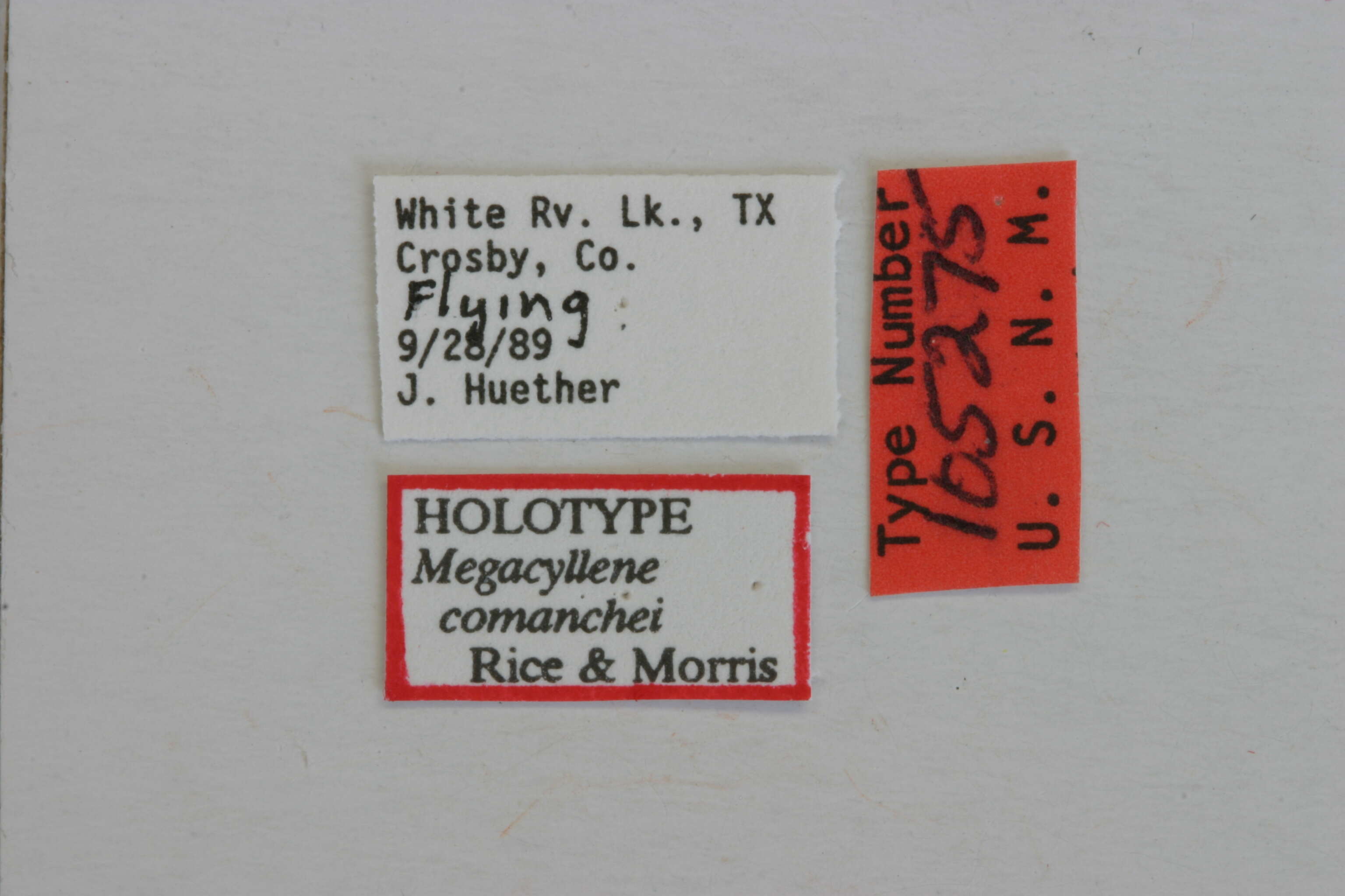 Megacyllene angulifera (Casey 1912) resmi