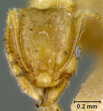 Pheidole chalca Wheeler 1914 resmi