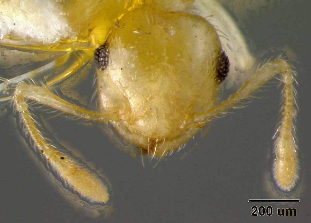 Image of Crematogaster barbouri Weber 1934