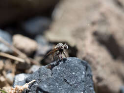 Image of Acnephalomyia