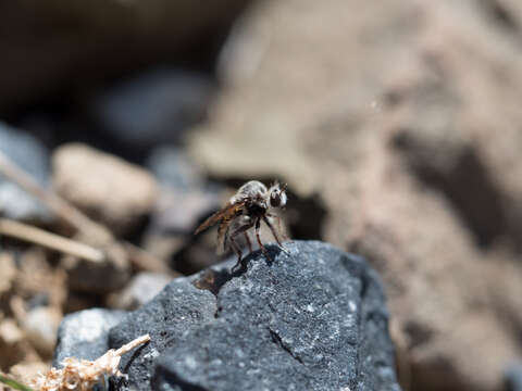 Image of Acnephalomyia Londt 2010