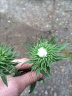 Grindelia hirsutula Hook. & Arn. resmi