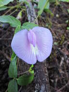 Image of spurred butterfly pea