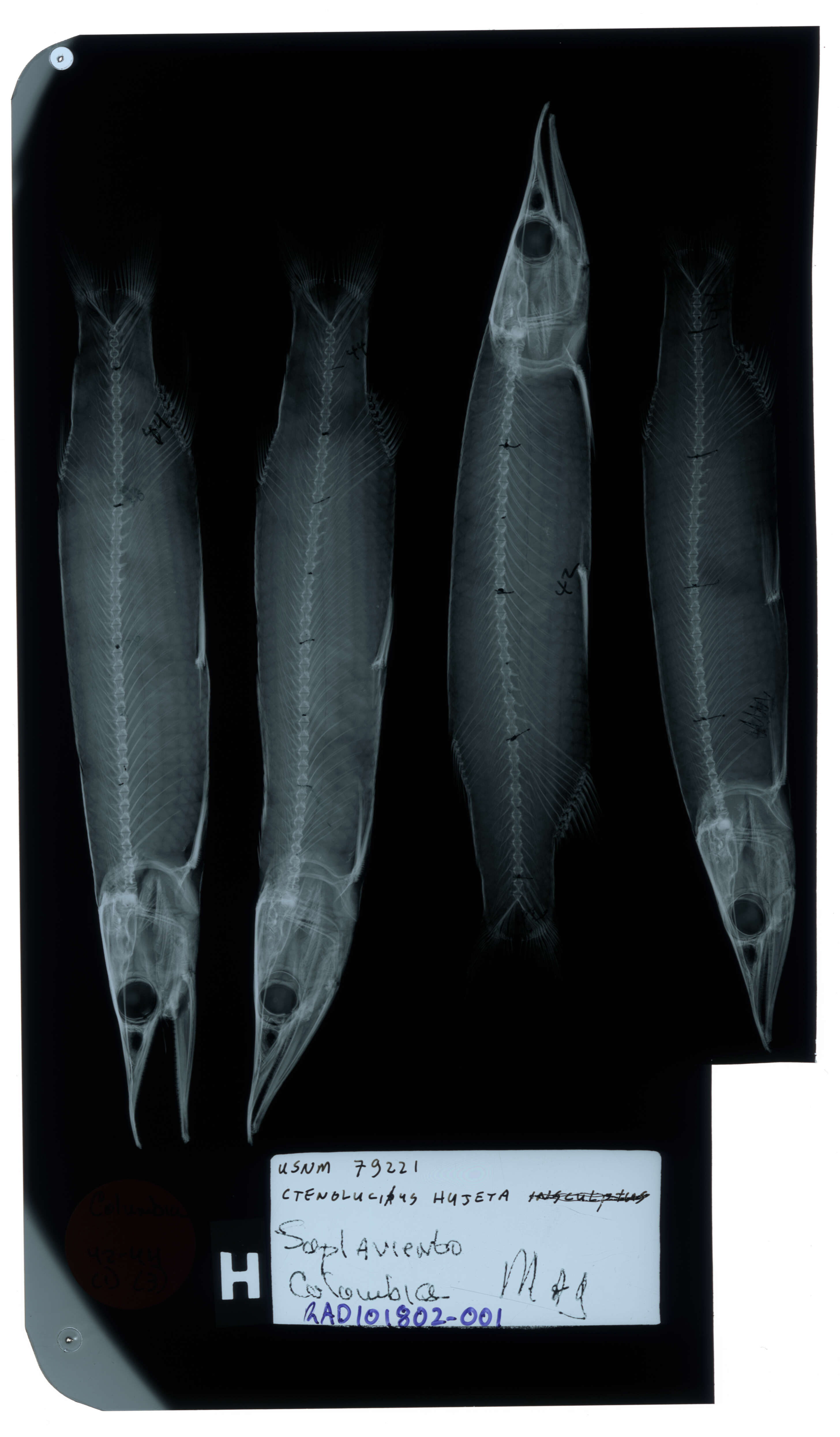 Image of Ctenolucius beani (Fowler 1907)