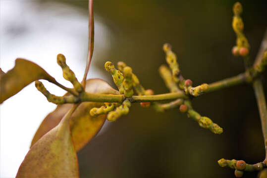 Image of Piper mistletoe