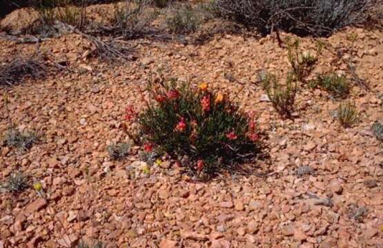 Image of Oenothera lavandulifolia Torr. & Gray