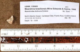 Слика од Meandrina brasiliensis (Milne Edwards & Haime 1848)