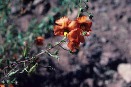 Image of Scrophulariaceae