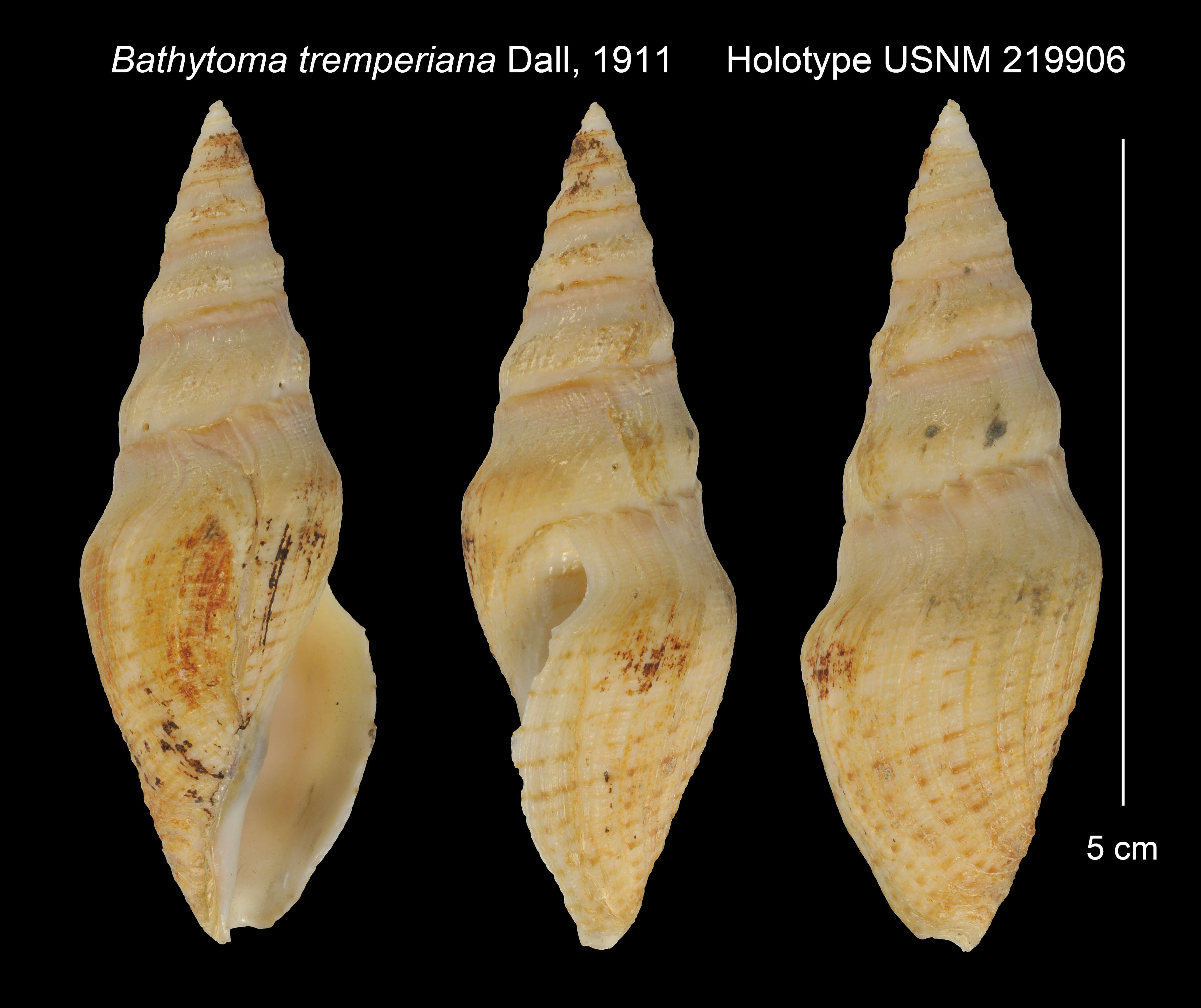 Image of Megasurcula T. L. Casey 1904