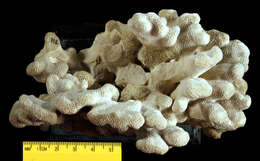 Image de Porites compressa Dana 1846