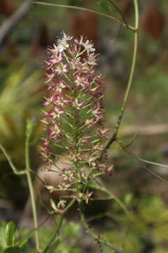 Image of Osceola's-Plume