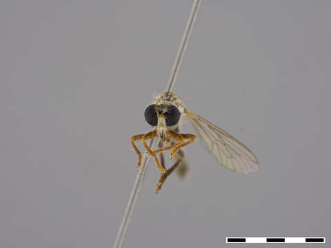 Image of Macroetra