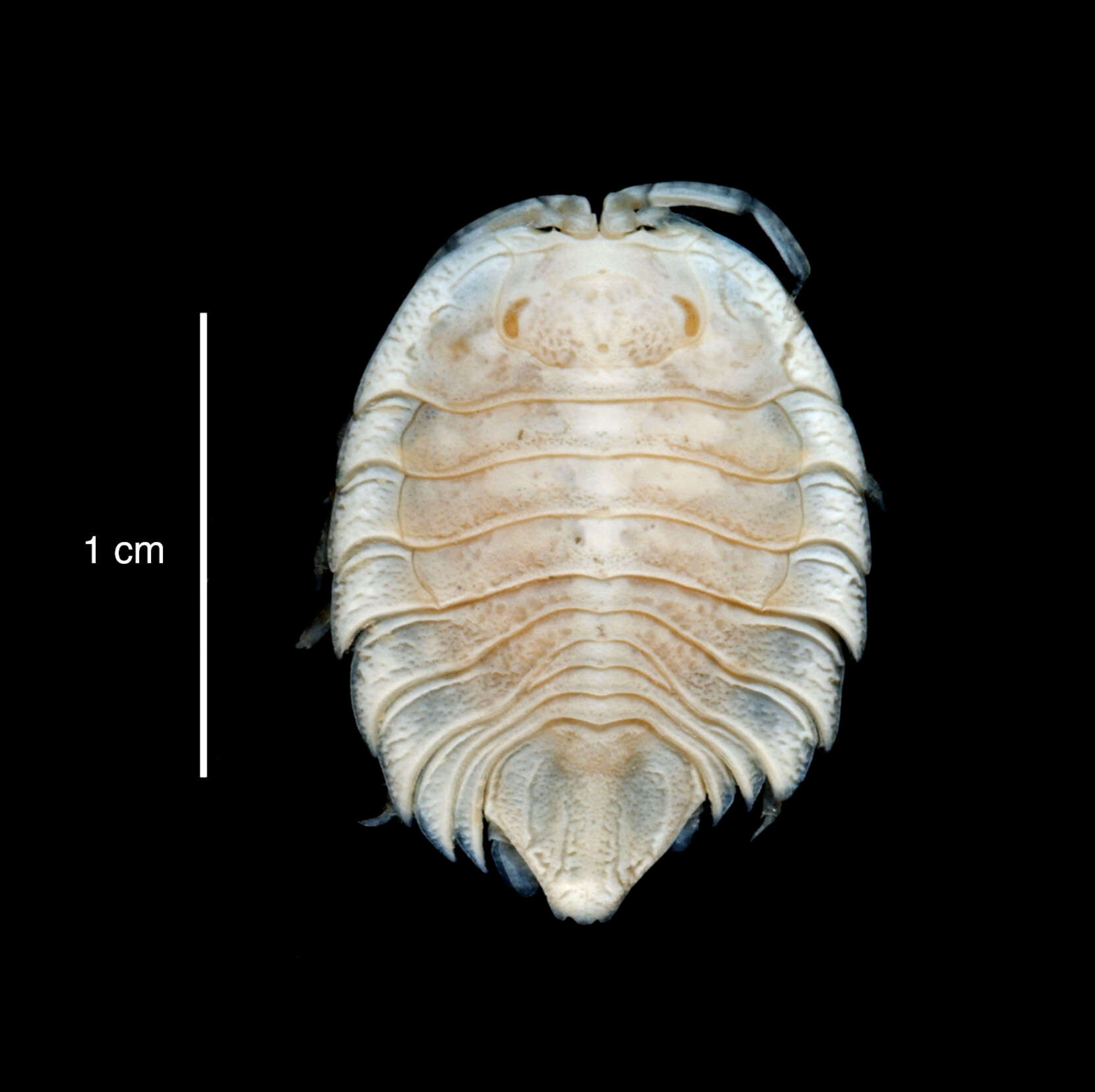 صورة Septemserolis septemcarinata (Miers 1875)