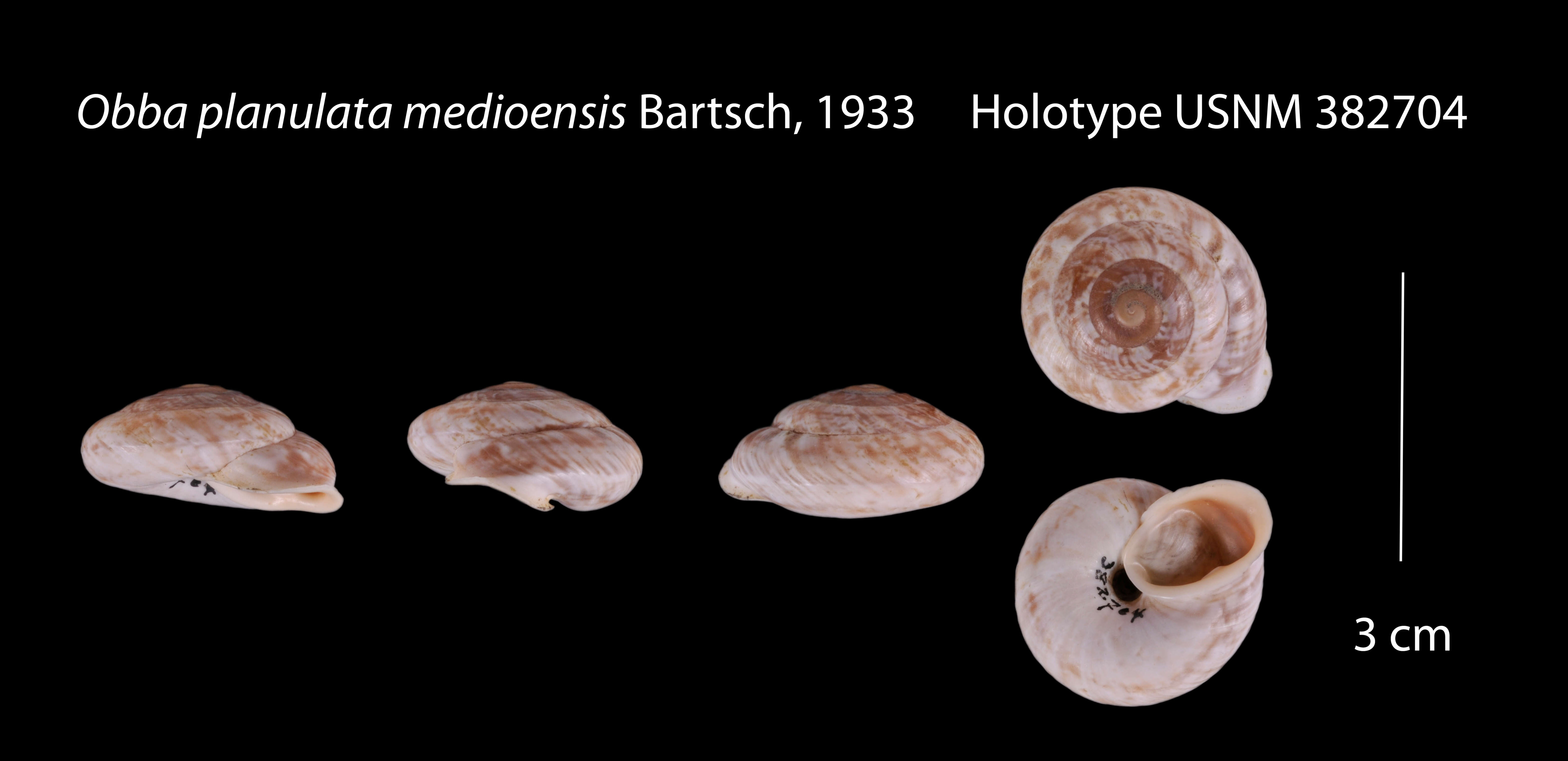 Image of Obba planulata medioensis Bartsch 1933
