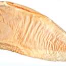Image of Salmon snailfish
