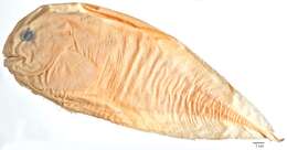 Image of Salmon snailfish