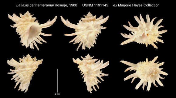 Image of Latiaxis cerinamarumai Kosuge 1980