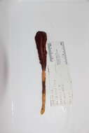 Image of thorny sea pen