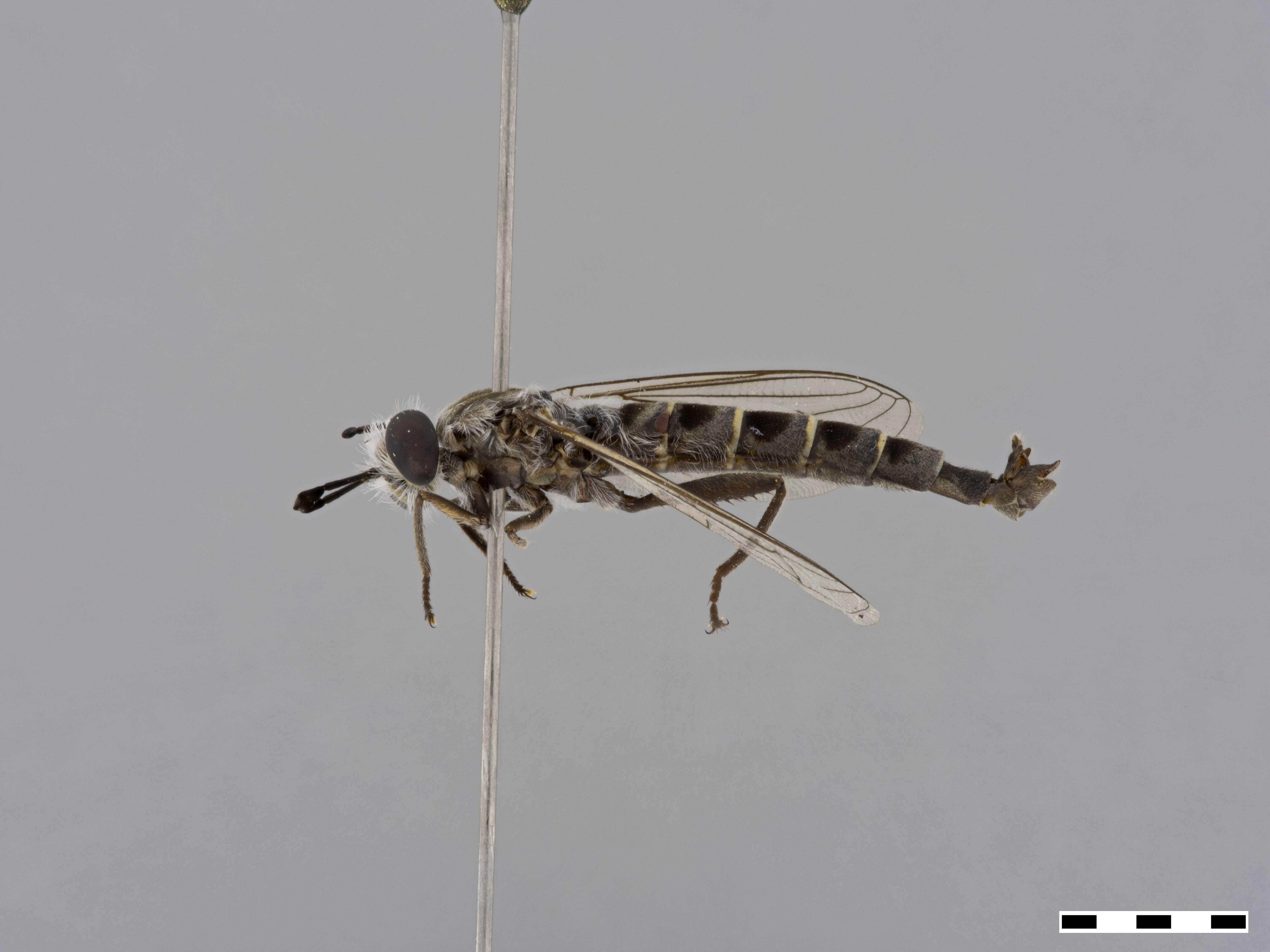 Image of Afroleptomydas