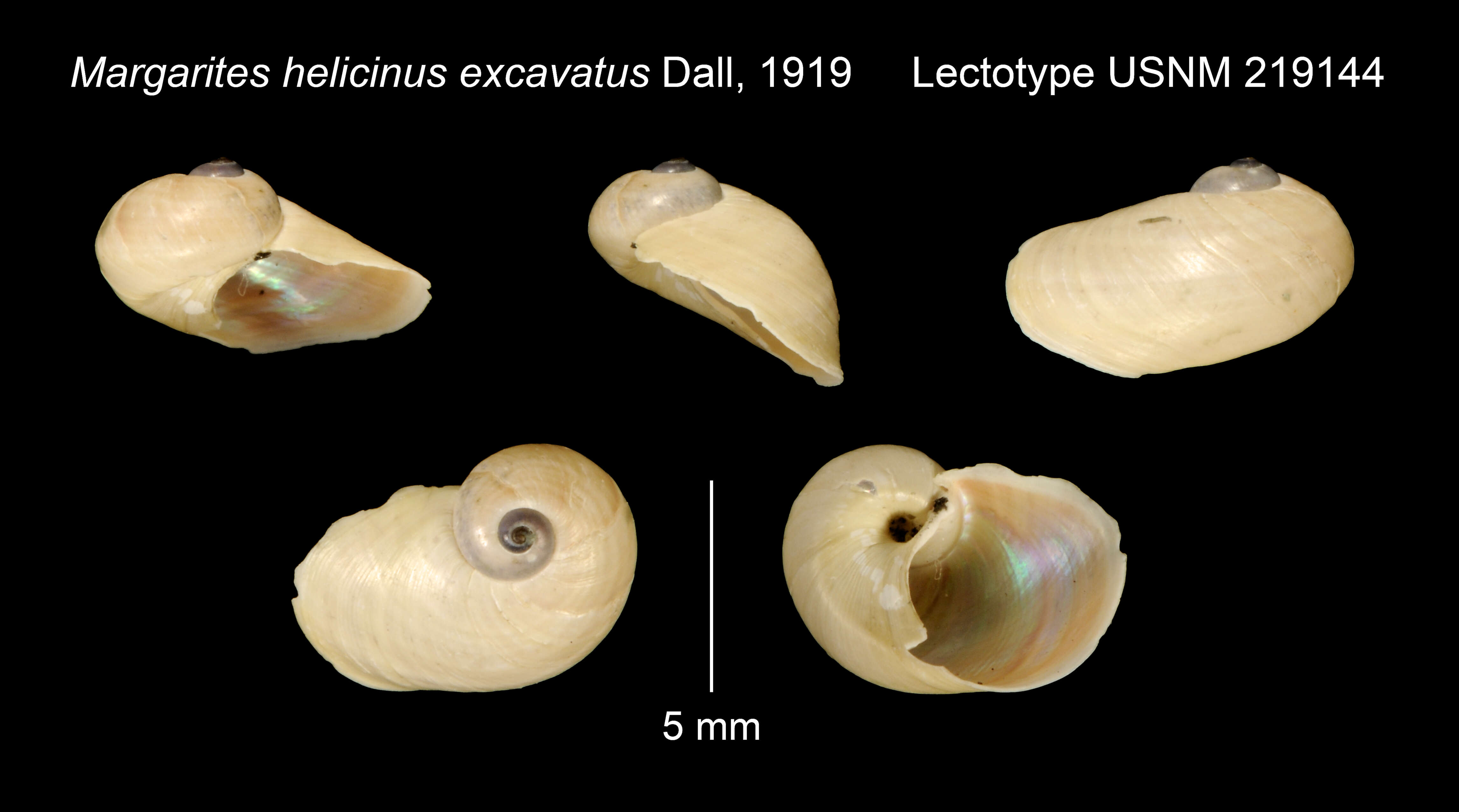 Image de <i>Margarites helicinus excavatus</i> Dall