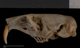 Image of Thomomys bottae analogus Goldman 1938