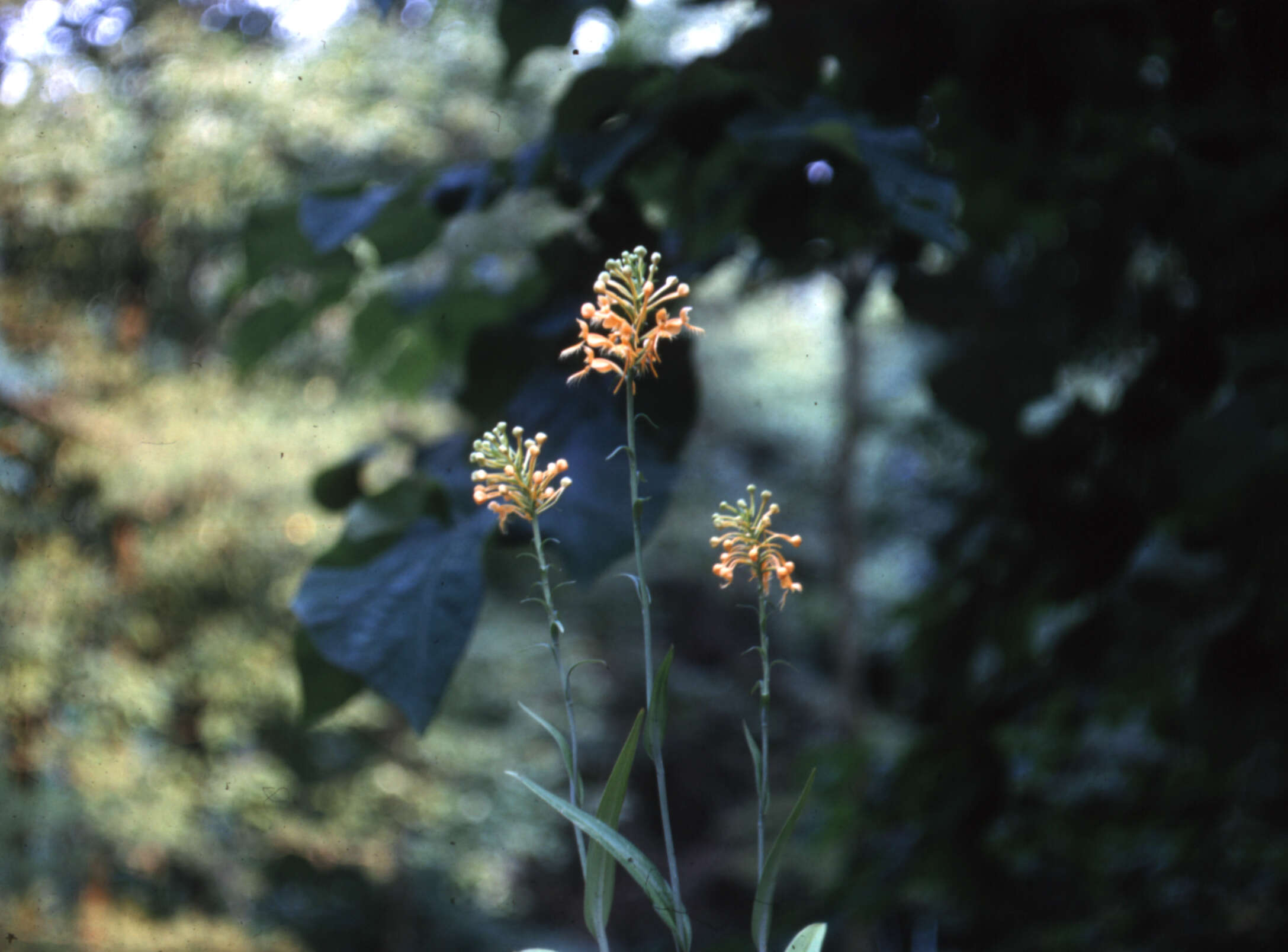 Image of Yellow fringed orchid