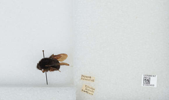 Image of Bombus atripes Smith 1852