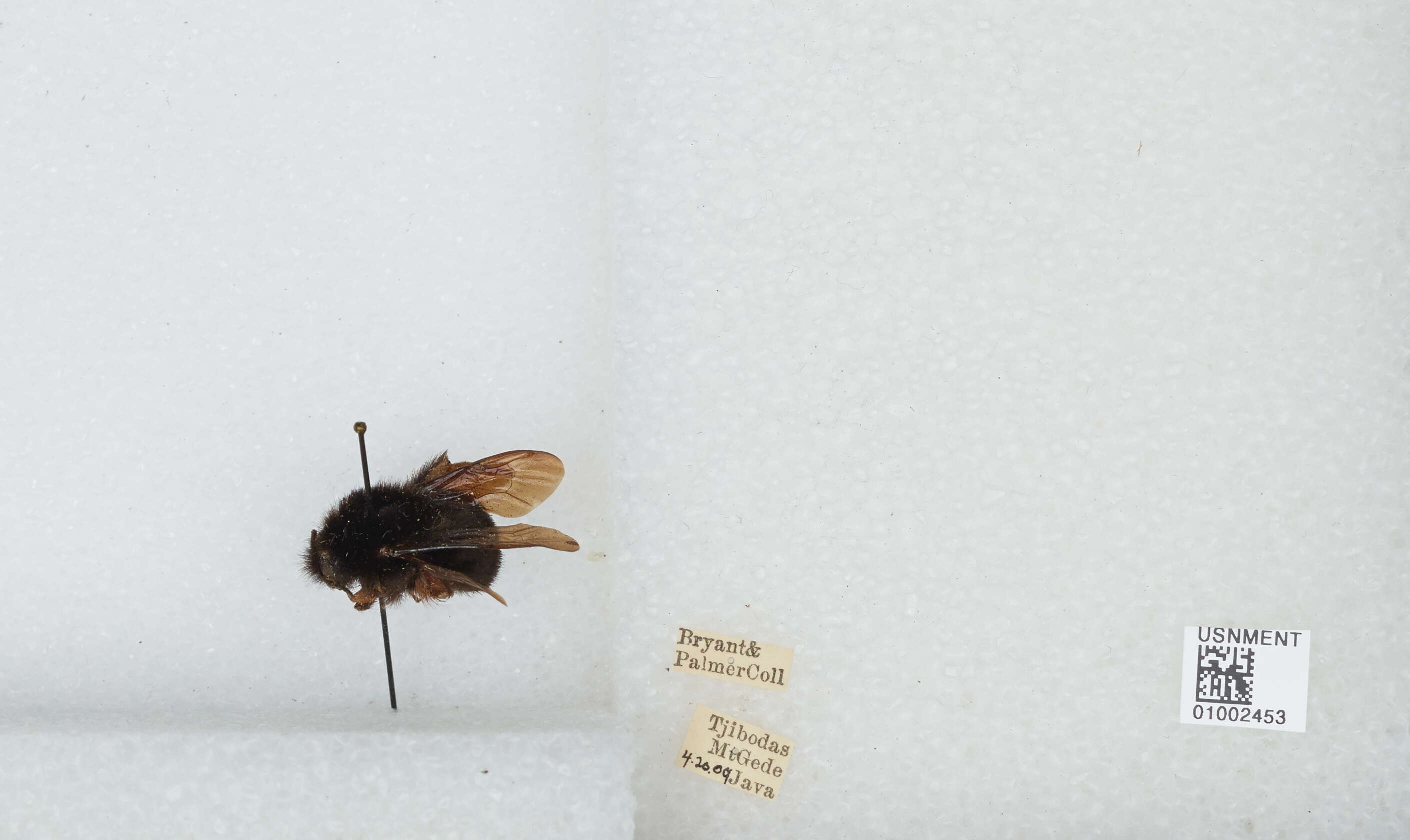 Image of Bombus atripes Smith 1852