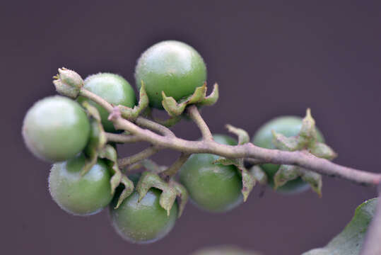 Image of Solanum L.