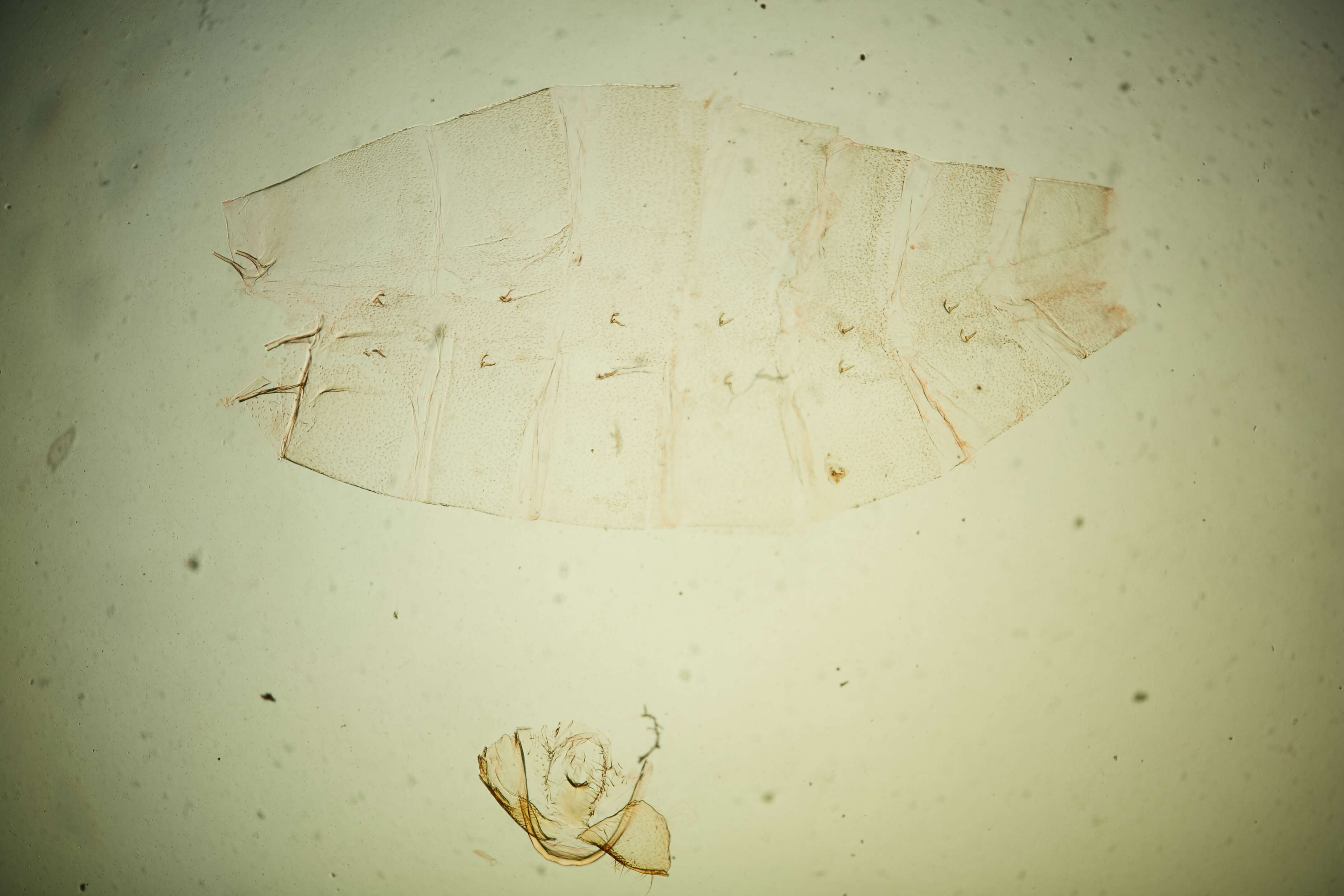 Image of Depressaria Haworth 1811