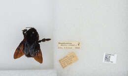 Image of Bombus morio (Swederus 1787)