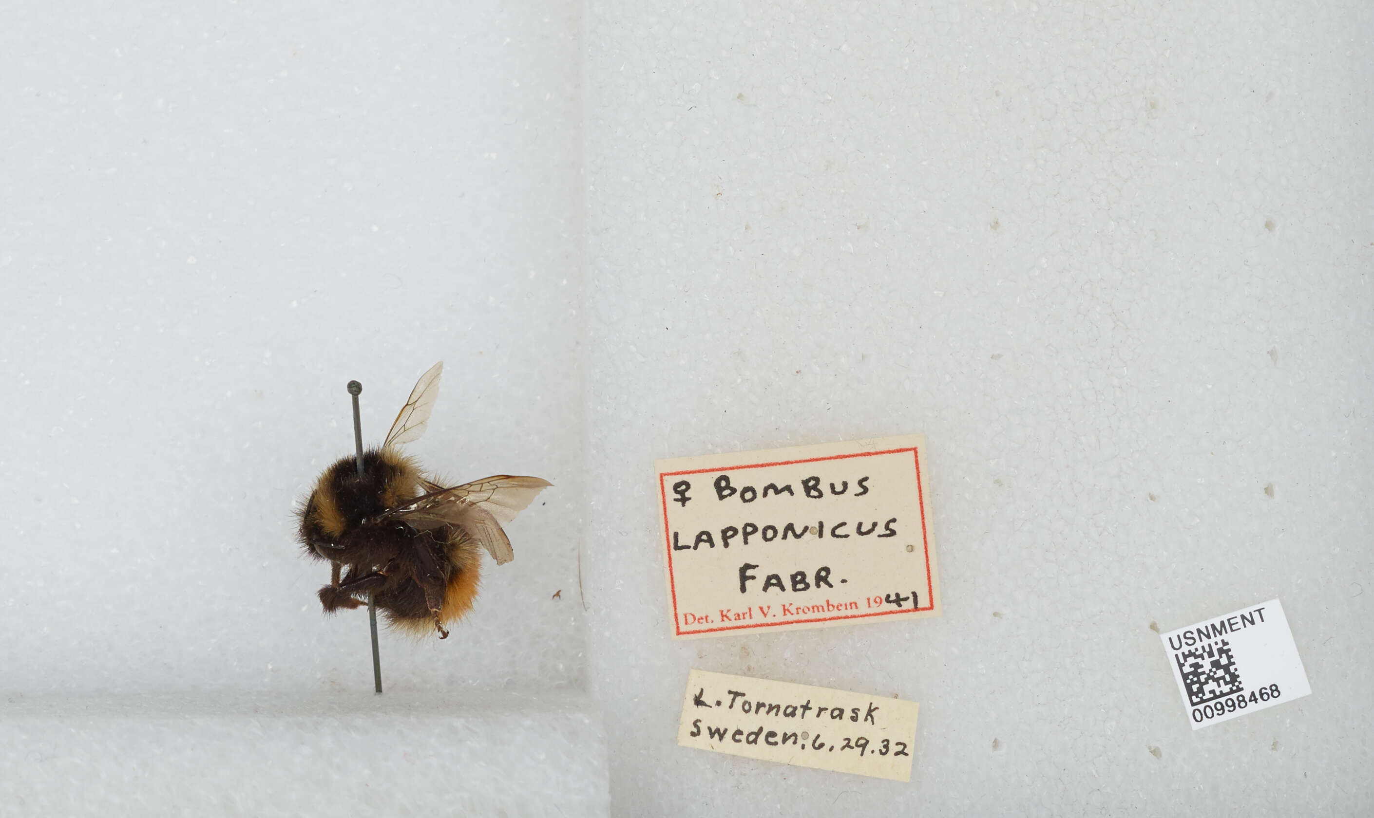 Image of Red tailed bumblebee