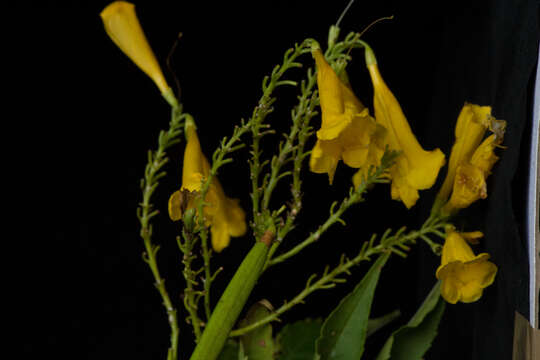 Image of Yellow bells