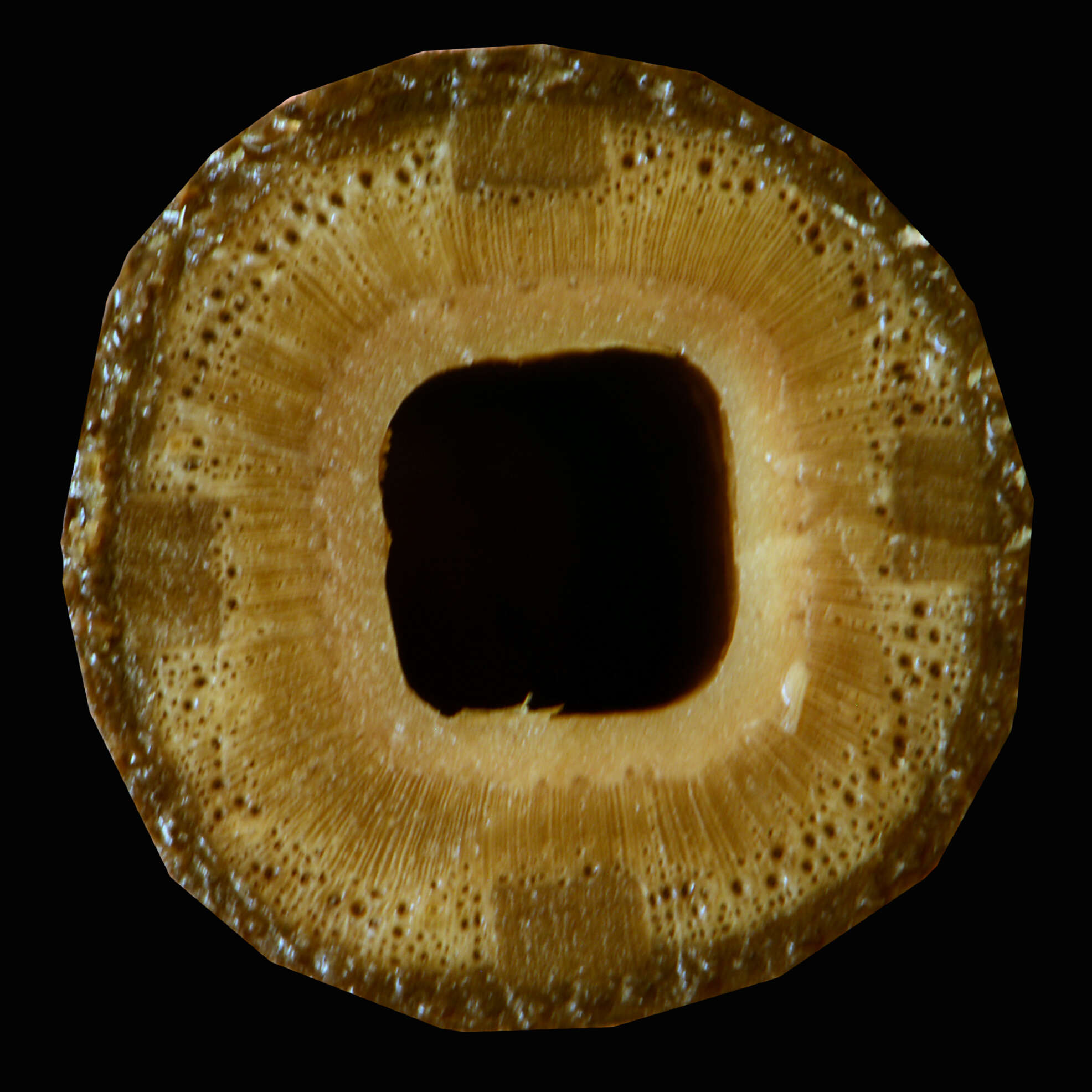 Image of Stizophyllum riparium (Kunth) Sandwith