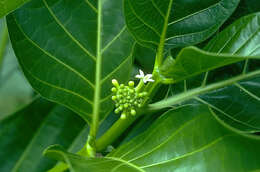 Image of Indian mulberry