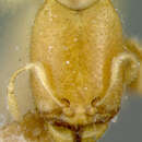 Imagem de Oligomyrmex capreolus Wheeler 1927