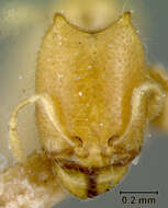 Imagem de Oligomyrmex capreolus Wheeler 1927