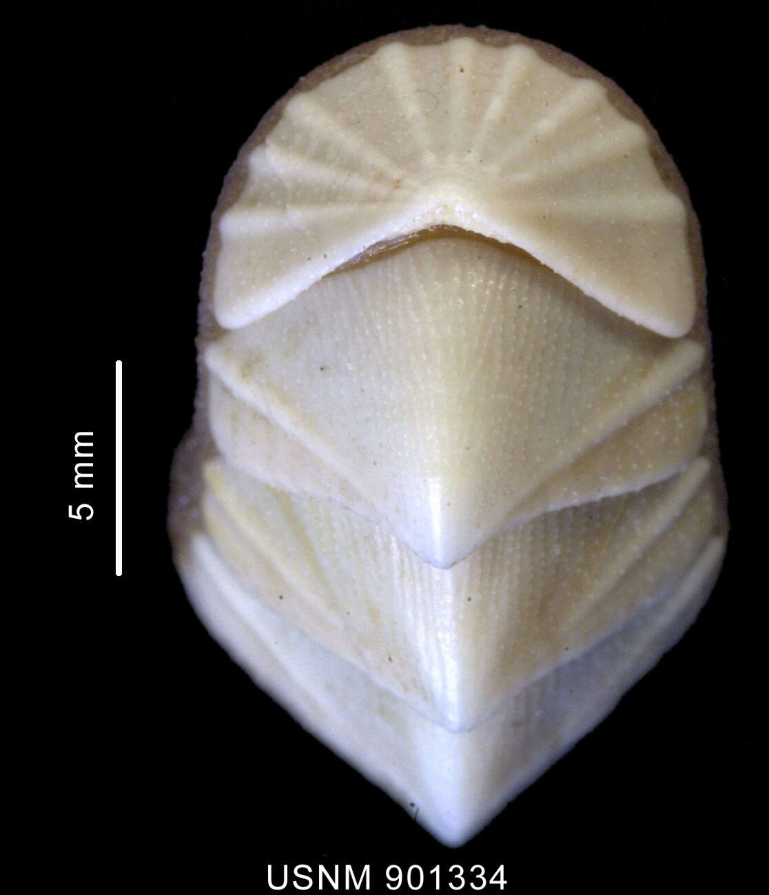 Image of Nuttallochiton hyadesi (Rochebrune 1889)