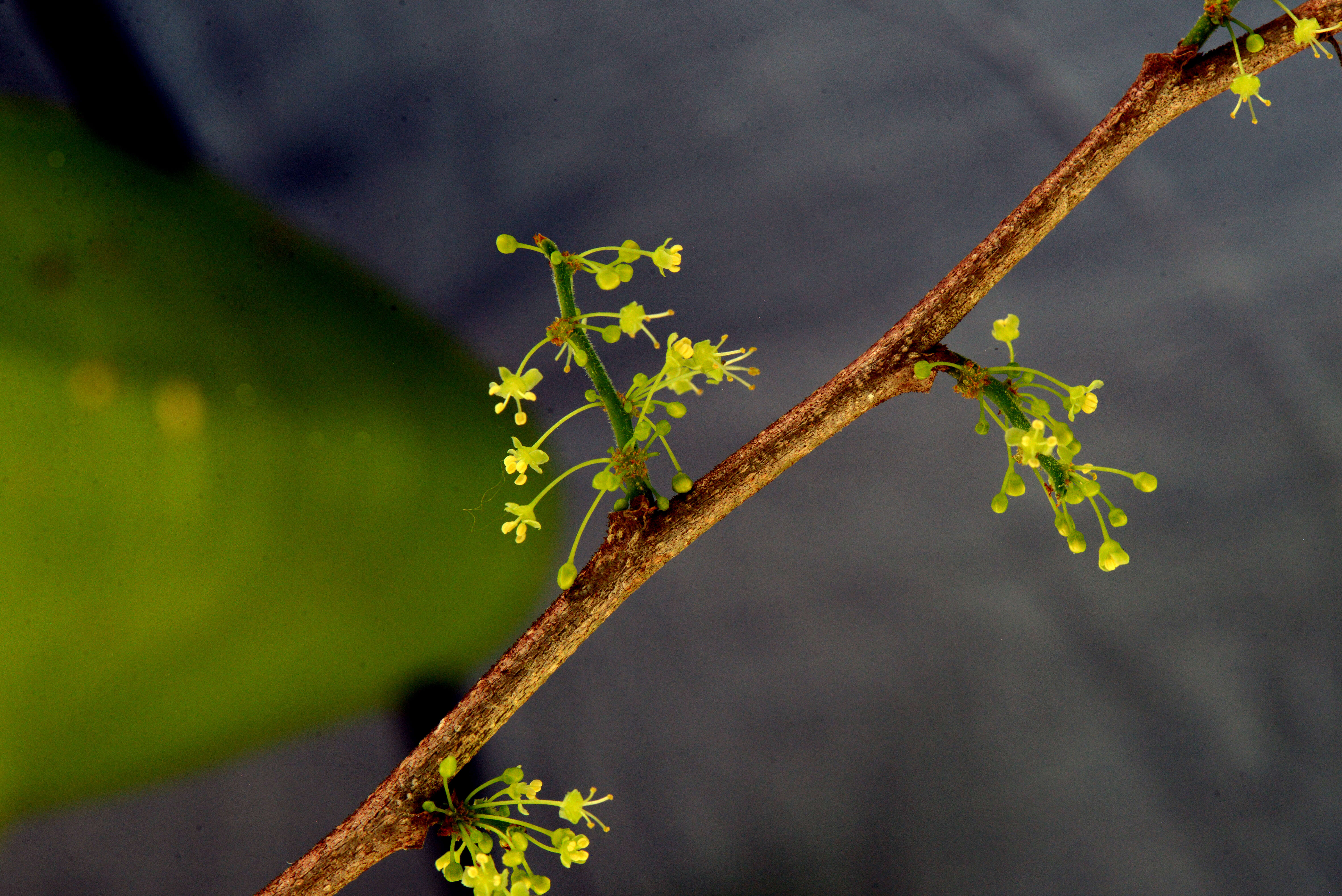 Image of Margaritaria L. fil.