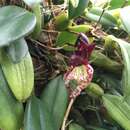 Imagem de Bulbophyllum Thouars