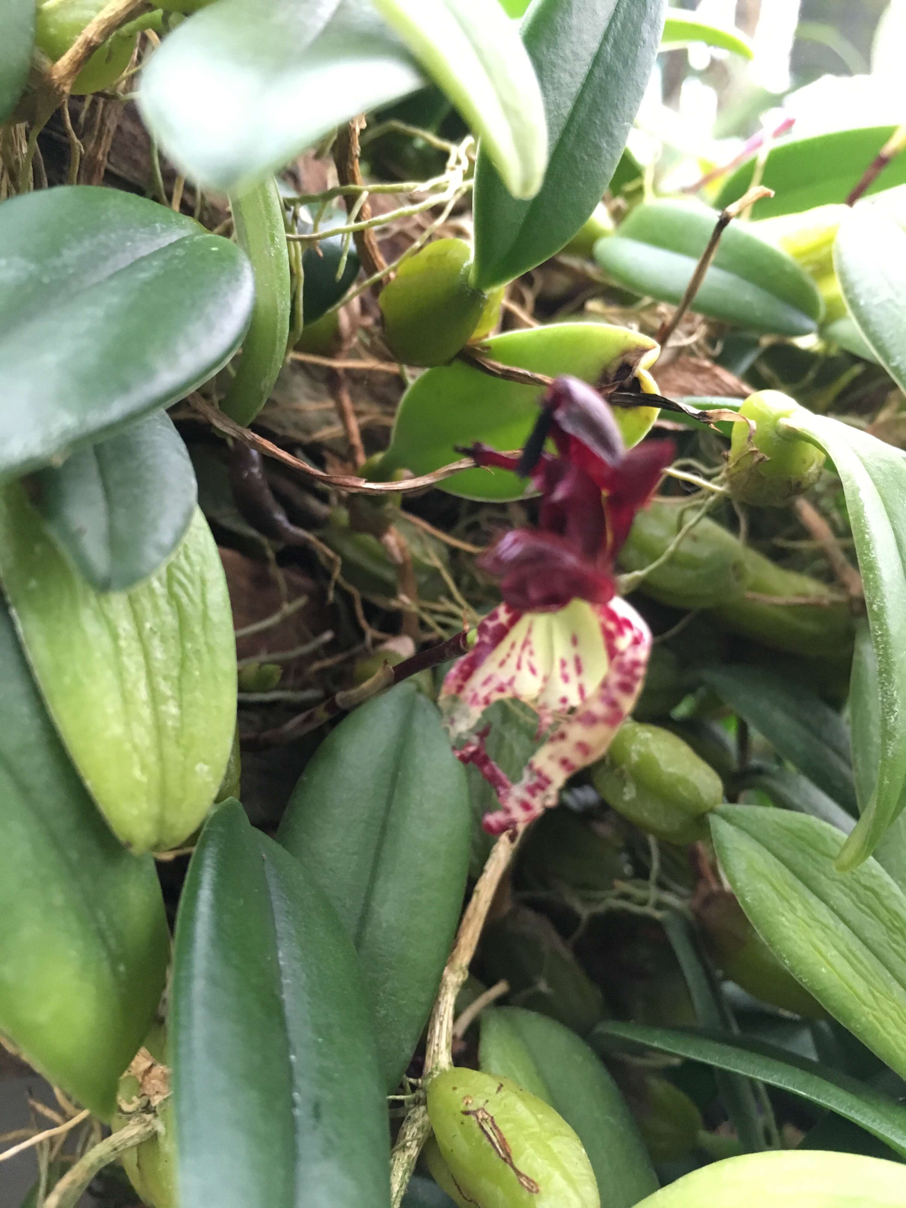 Image of Bulbophyllum Thouars