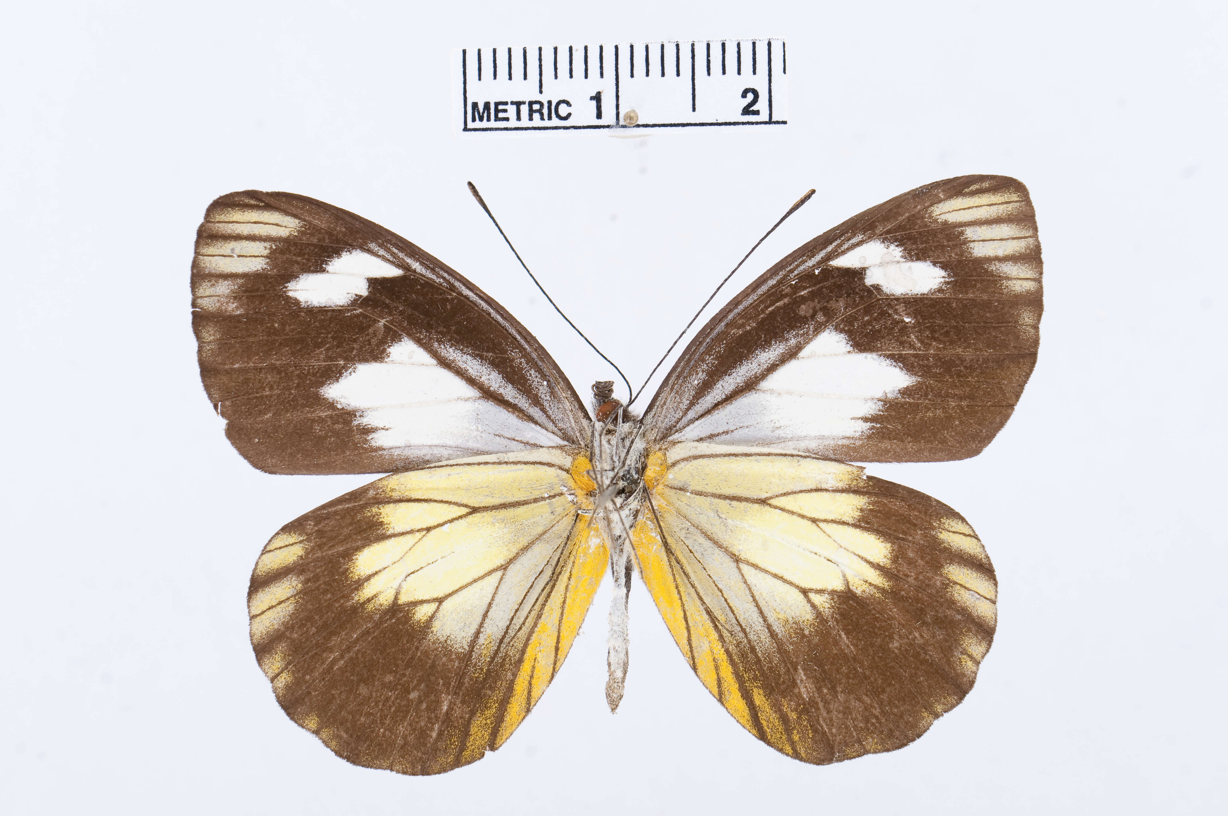 Image of Leptophobia caesia (Lucas 1852)