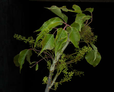 Image of Bursera ovalifolia (Schltdl.) Engl.