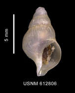 Image of Probuccinum tenerum (E. A. Smith 1907)