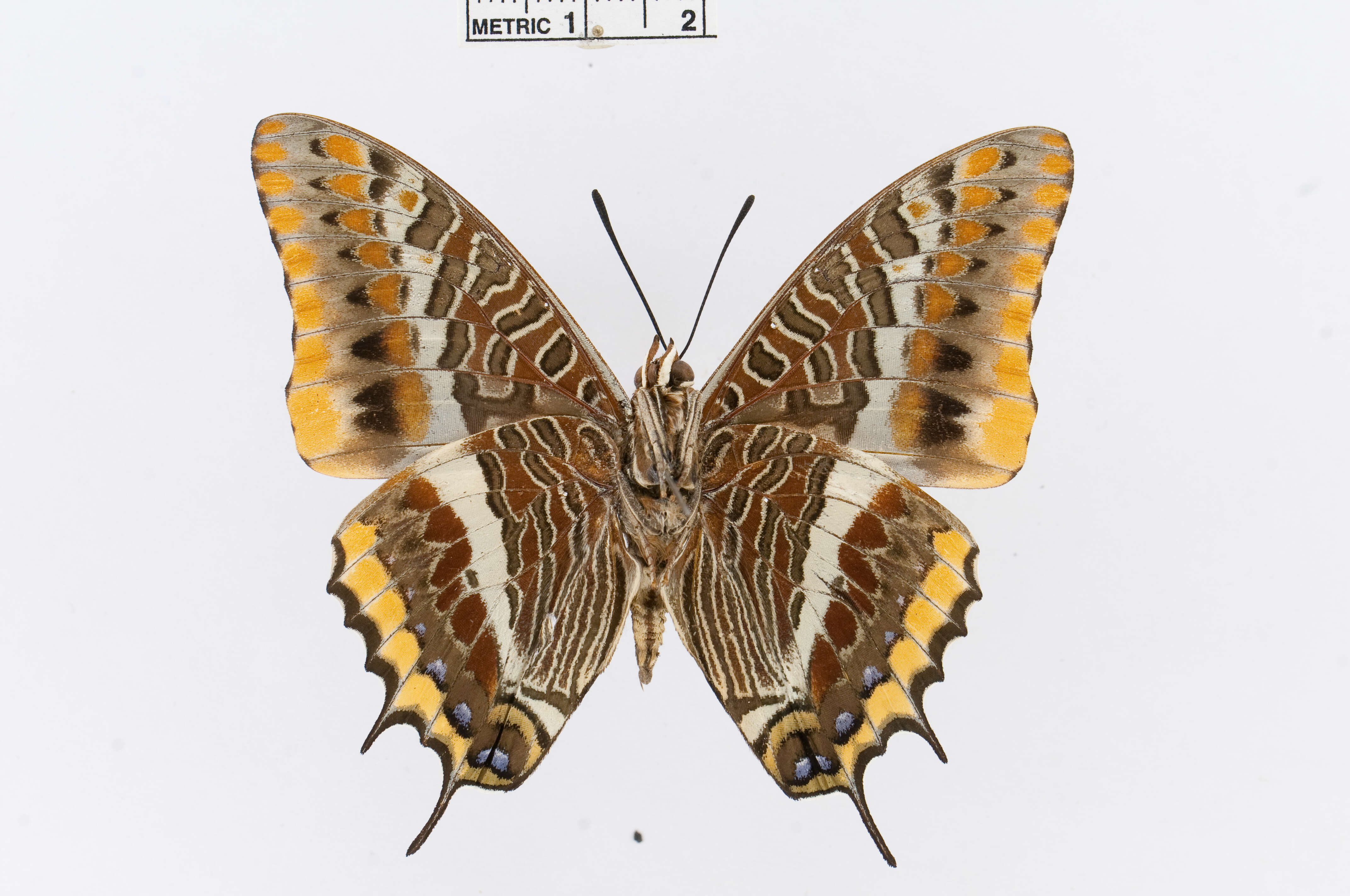 Charaxes jasius Linnaeus 1767的圖片